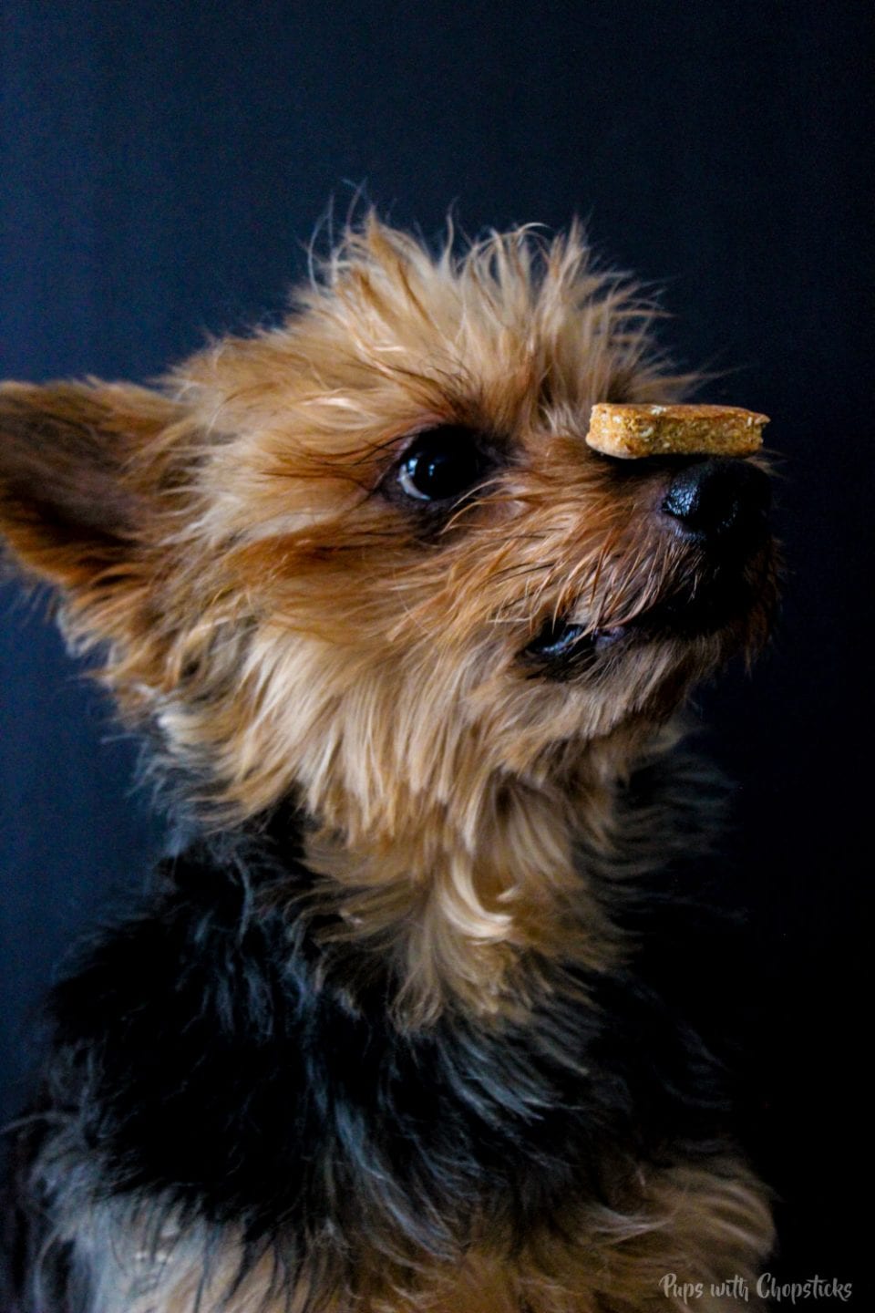 My dog balancing a 6 Ingredient Homemade Dog Treat on his nose